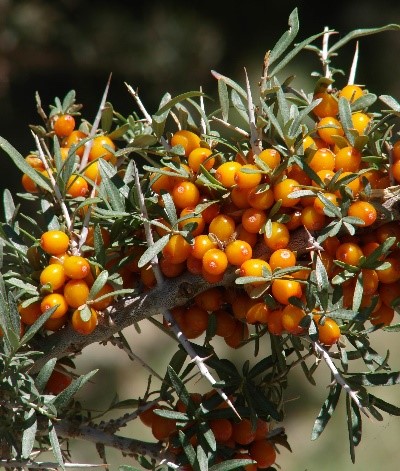 Aromapflegetipp September